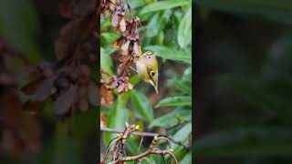 Beautiful Birds  Goldcrest in Flight Flying shorts [upl. by Dela]