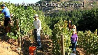 Nubile Maidens Assist with Grape Harvest amp Stomp at Arroyo Dulce Vineyard [upl. by Trevlac]