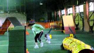 Standard schnauzer agility [upl. by Luap]