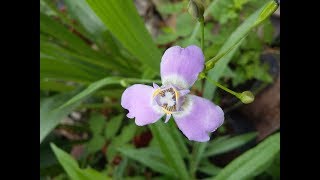 Ennealophus Euryandrus Tigridia nativa argentina Flora argentina [upl. by Aihsyt]