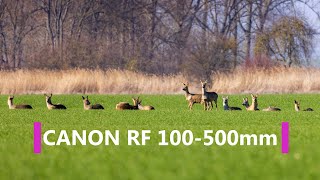 Alternativlos Canon RF 100500mm f4571 Review [upl. by Nama484]