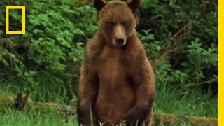 Alaska Brown Bear Trapped  National Geographic [upl. by Welford632]