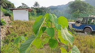 WHY DO WE NEED TO PRUNE THE GMELINA TREE  PRUNING GMELINA TREE [upl. by Nonnac10]