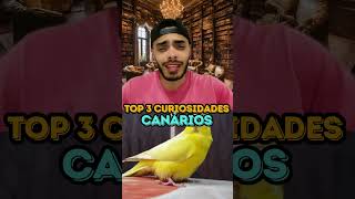 CANÁRIOS  TOP 3 CURIOSIDADES [upl. by Athallia]