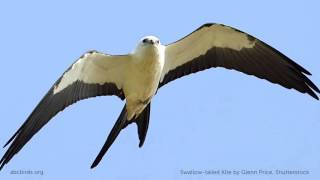 Swallowtailed Kite [upl. by Eatnhoj]