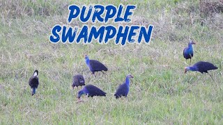 Purple Swamphen [upl. by Philipa]