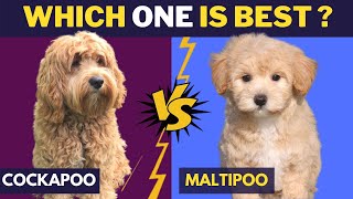 Cockapoo Dog Breed Guide  Dogs 101  Cockapoo [upl. by Evangelia752]