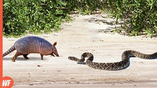 Look What Happened When This Snake Attacked Armadillo [upl. by Yup]