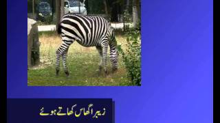 herbivores carnivores omnivores in urdu [upl. by Cirilo]