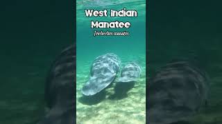 🐬 West Indian Manatee cow with her baby 🐬manatee wildlife marinelife animals [upl. by Sholeen719]