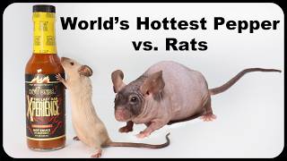 Pepper X  Does The Worlds Hottest Pepper Repel Rats amp Mice Mousetrap Monday [upl. by Aysahc]