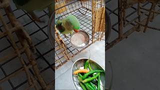 Katori wala Johny parrot talking parrot [upl. by Marthe363]