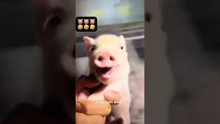 Dukkar 😅 pig FunWithAnsh  comedy Viral Funny 😅😅 [upl. by Frederic]