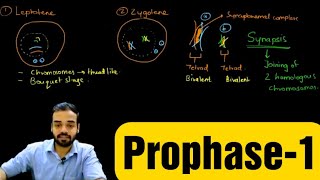 explain the five stages of prophase 1 of meiosis  Stages of Prophase 1  Leptotene biology ssc [upl. by Ellehciram]