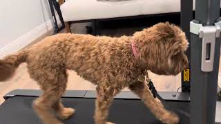 Phoenix dog training k9katelynncom teaches Belle labradoodle how to walkrun treadmill [upl. by Luthanen]