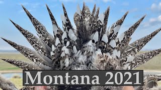 Montana 2021part 1 Sage Grouse Sharptails and Huns [upl. by Sumaes]