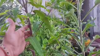 All about ashoka treehow to grow ashoka treehow to propagate polyalthia longifolia ashoka tree [upl. by Nnaaras]