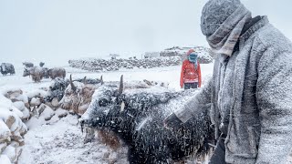 A Winter Storm in Changthang  Living with the Changpas of Ladakh  46 [upl. by Rases]