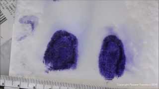 LeucoCrystal Violet Forensic Applications [upl. by Cirone]