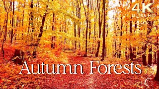 Enchanting Autumn Forests with Beautiful Piano Music  4K Autumn Ambience amp Fall Foliage [upl. by Alon]