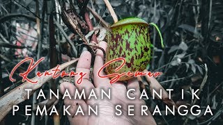 Kantong Semar Termos Nepenthes Ampullaria [upl. by Nnanaej156]