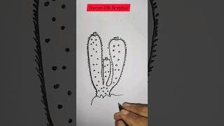 how to draw SyconScypha diagram easy stepshorts diagram viral drawing dailylearn [upl. by Belvia182]