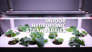 INDOOR HYDROPONIC STRAWBERRIES 🍓 [upl. by Lirbij]