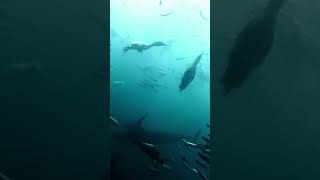 Ocean Relaxation Symphony of The Sardine Run 🐬 [upl. by Gunter911]