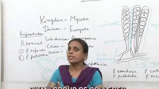 Peziza Lecture BSC Botany by Dr Anupama Goyal [upl. by Mhoj]