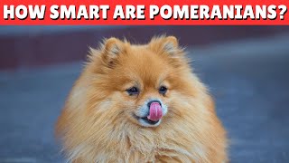 Pomeranian Intelligence How Smart Are They Really [upl. by Caldwell]