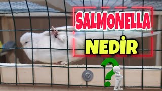 MUHABBET KUŞU SALMONELLA NEDİR   Salmonella Tedavisi ve Antibiyotik [upl. by Dorine315]