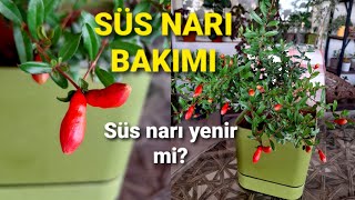 SÜS NARI BAKIMI⚘🪴SÜS NARI ÇİÇEĞİ süsnarı süsnarıfidanı [upl. by Ileak]