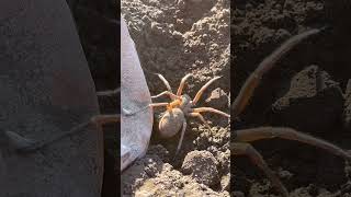 Massive wolf spider in the outback of WA australia wildlife wa spider wolfspider [upl. by Jaf]