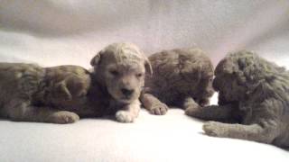 Miniature Poodle Puppies Newborn  2 12 Weeks old [upl. by Ariet]