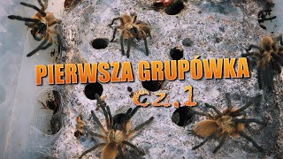 125 Jak zdobyłem terrarium na grupówkę Monocentropus balfouri  nowy sklep w Warszawie [upl. by Ahsilrac]