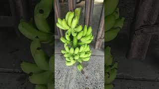 Cluster of plantains [upl. by Lem]