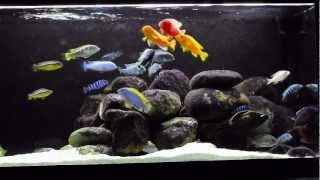 African Cichlids  New Setup [upl. by Niple]