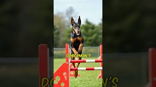 Fascinating Facts About Doberman Pinschers [upl. by Sylera]