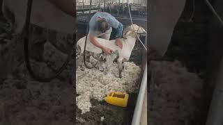 Sheep Shearing🐏Workers process of trimming the sheeps woolcleanning the sheep Short p39 [upl. by Clapper]