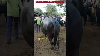 Janta pashu Mandi chhapiya Gorakhpur Uttar Pradeshअच्छी भैंस लेने के लिए एक बार जरूर आएं। [upl. by Eelrehpotsirhc]