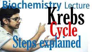 Krebs cycle [upl. by Norah988]