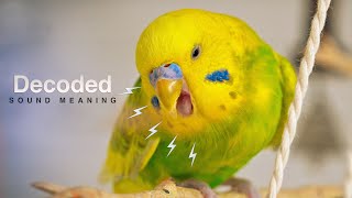 Why Budgies Make Distress Calls and What They Mean [upl. by Ahsaz]