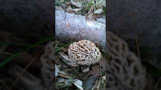 Morels Massachusetts [upl. by Euridice]