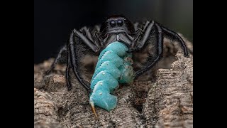 Hyllus giganteus GIANT JUMPING SPIDERS 😊 [upl. by Clio]