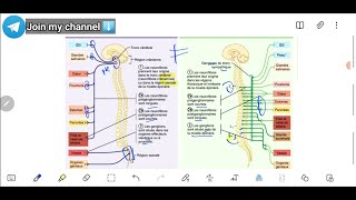 Systeme nerveux VEGETATIF  QCMs  Cours de faculté  Physiologie 1ere annee شرح مبسط [upl. by Gauldin]