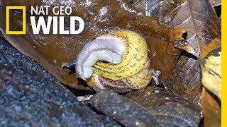 Snail Battles for Survival Against Flatworm  Nat Geo Wild [upl. by Mateusz219]