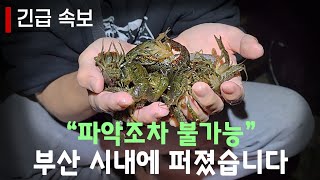 ※ 신규 외래종 등장※진짜 큰일이네요 부산시내에 풀렸습니다 대체 누가 이런짓을 하는거죠 [upl. by Salvador]