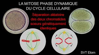 Mitose phase dynamique du cycle cellulaire Séparation des deux chromatides soeurs [upl. by Gene551]