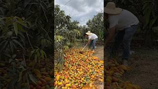 Harvesting mangos fruit from farmers with rural farming life fruit mango 2024 [upl. by Odlareg]