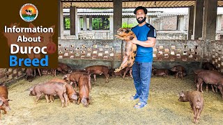 All Information About Duroc Pig  Vikas Live Stock Saharanpur Uttar Pradesh [upl. by Ahsekel232]